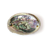 Abalone Shell