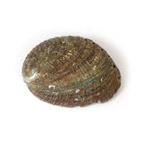 Abalone Shell