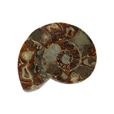 Natural Extinct Ammonite Shell